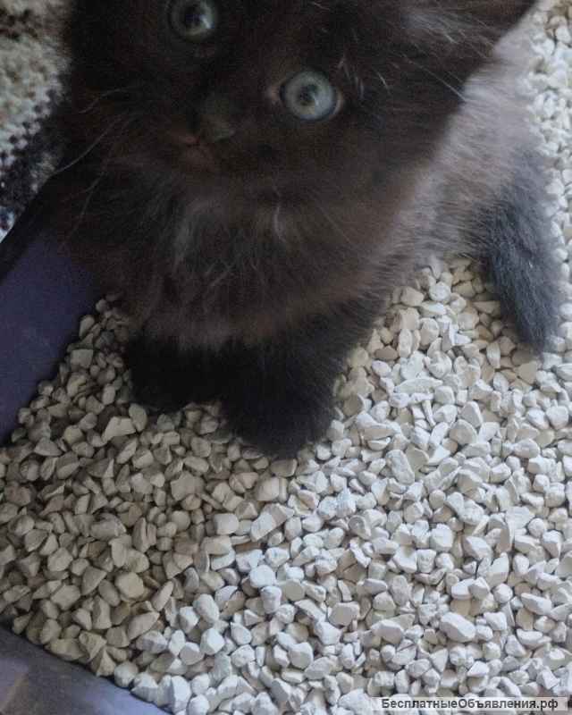 Отдам в добрые руки котят
