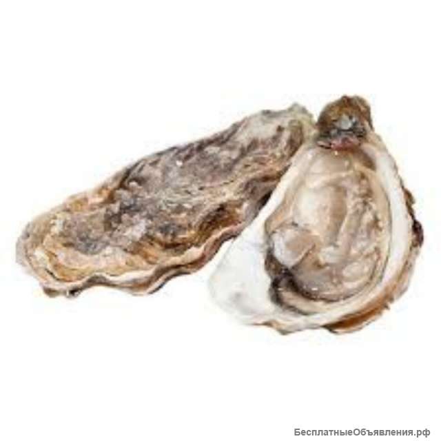 Мидия грэя, мидия тихоокеанская, мидия модиолус, устрицы, краб