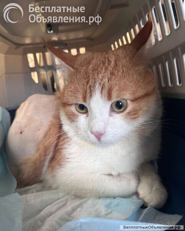 Замечательный кот Семён ищет дом