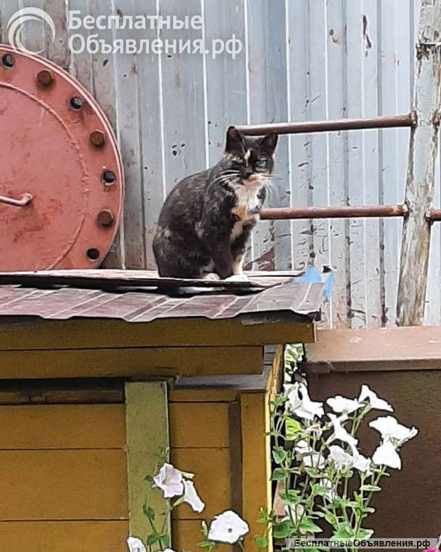 Молодая кошечка Люся ищет дом