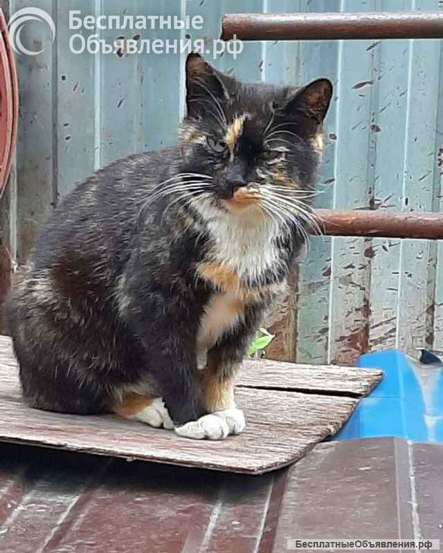 Молодая кошечка Люся ищет дом