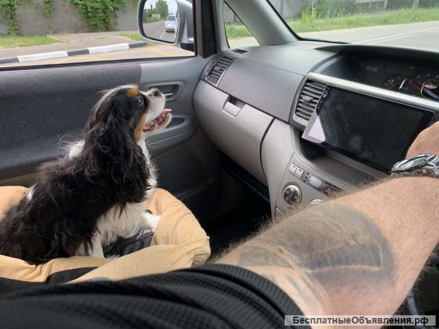 Перевозка животных Зоотакси