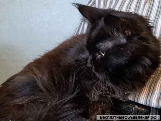 Красотка Мейн кун