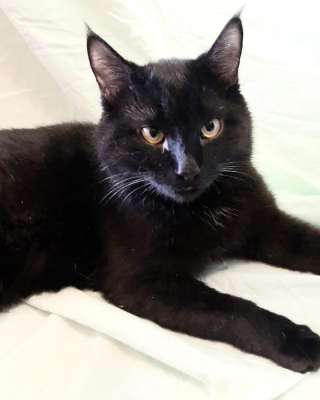 Роскошный красавец кот Яша в добрые руки