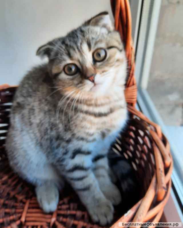 Котята шотландские 3 месяца девочки
