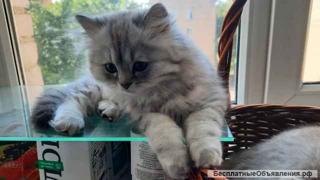 Котята шотландские 3 месяца девочки