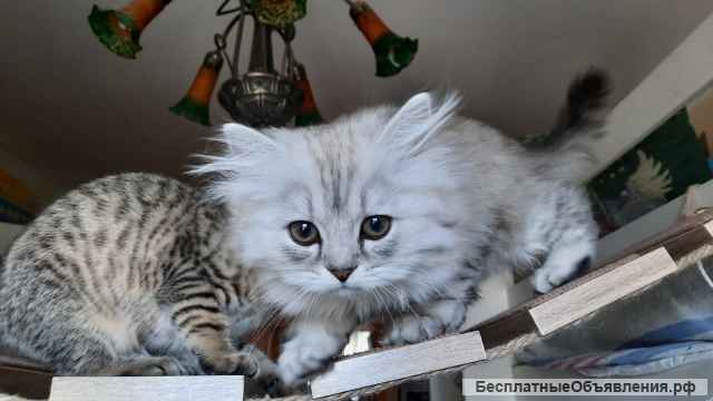 Котята шотландские 3 месяца девочки