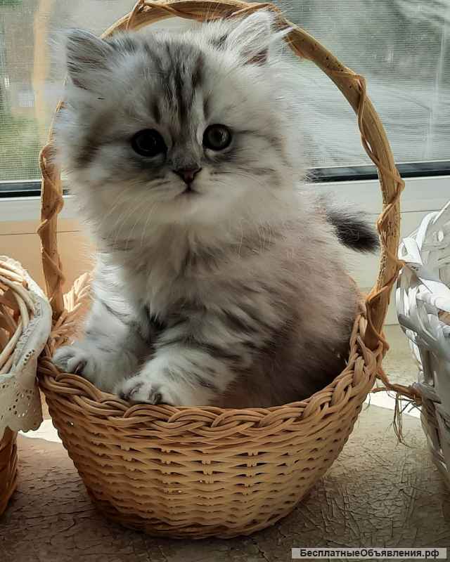 Котята шотландские 3 месяца девочки