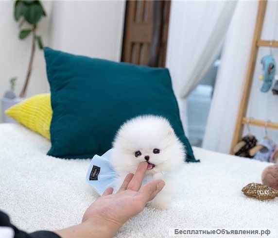 Мини шпиц / померанский