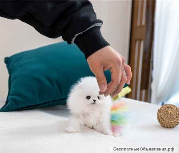 Мини шпиц / померанский