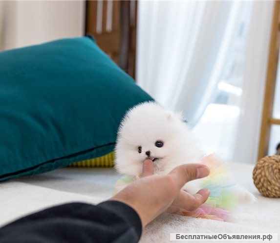 Мини шпиц / померанский