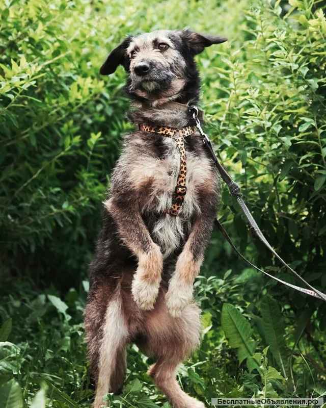 Жучок ищет дом и хозяев