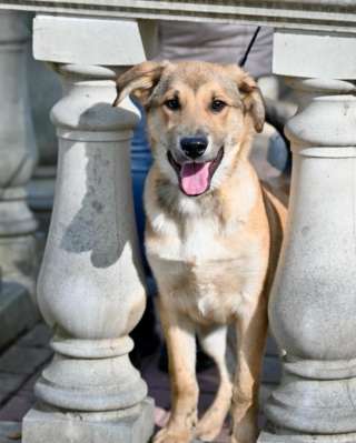 Степка очень хочет домой