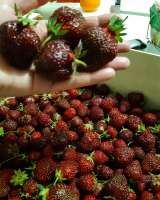 Дачу, Байкальск, Бабха 2