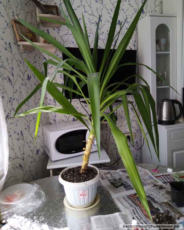 Пальма Юкка