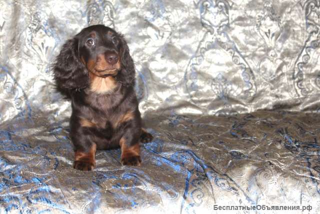 Такса длинношерстная миниатюрная