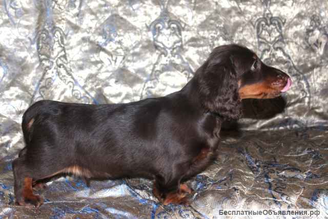 Такса длинношерстная миниатюрная