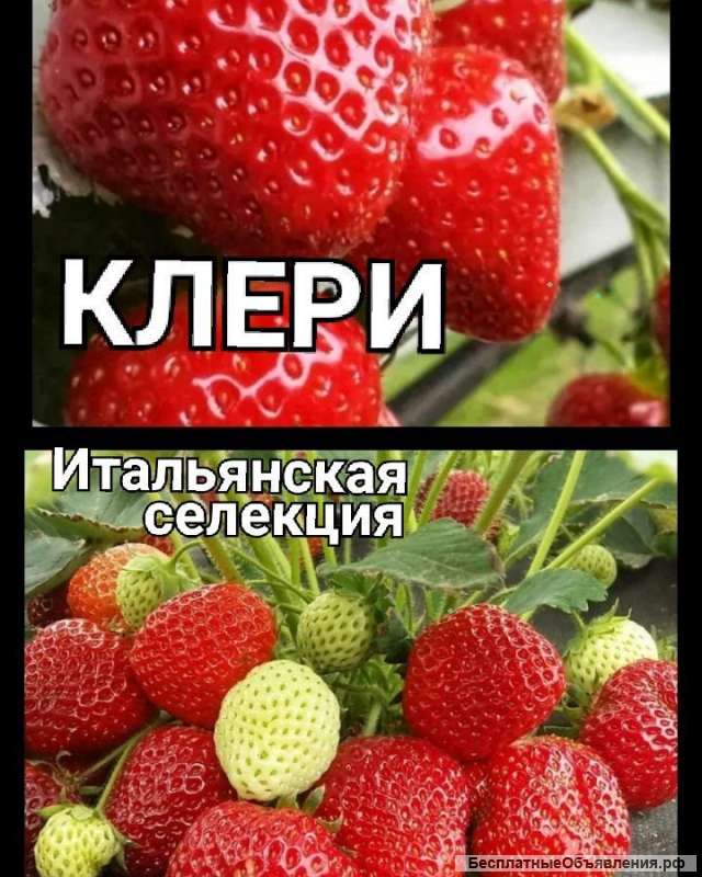 Рассада клубники