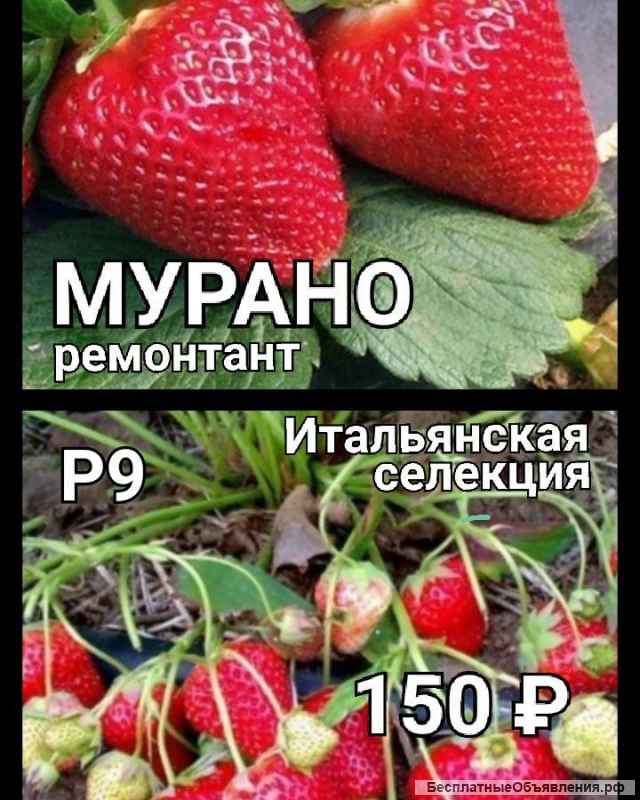 Рассада клубники