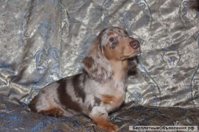 Такса длинношерстная