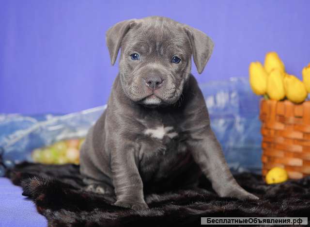 Шикарные щенки Американского булли