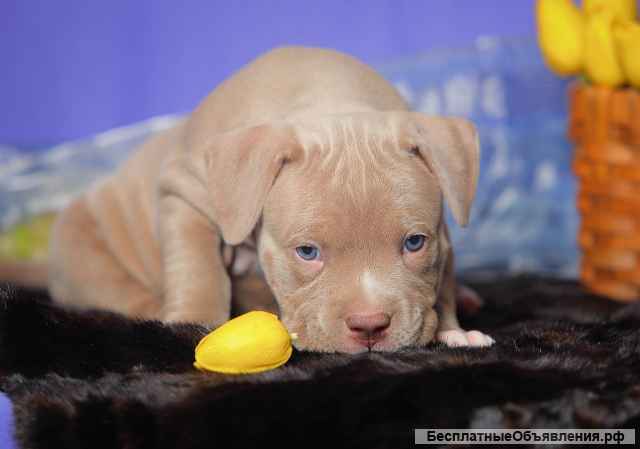 Шикарные щенки Американского булли