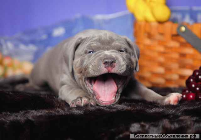 Шикарные щенки Американского булли