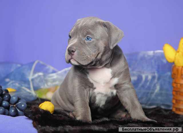 Шикарные щенки Американского булли