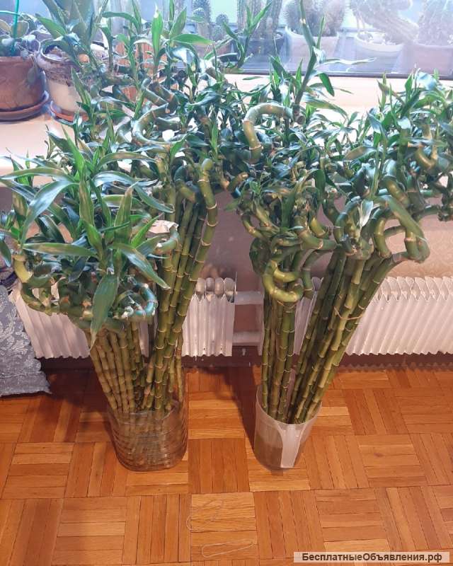 Бамбук Лаки