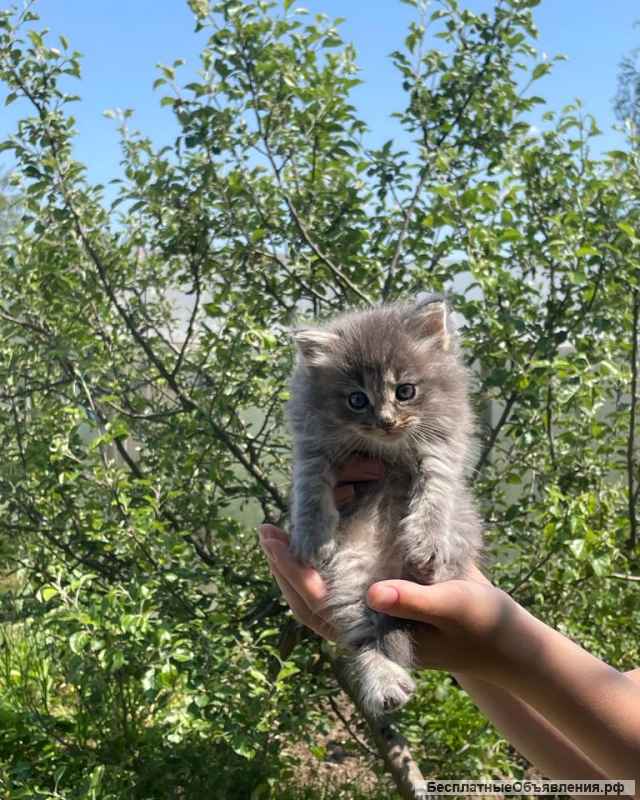 Котята малыши в поиске дома