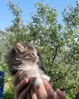 Котята малыши в поиске дома