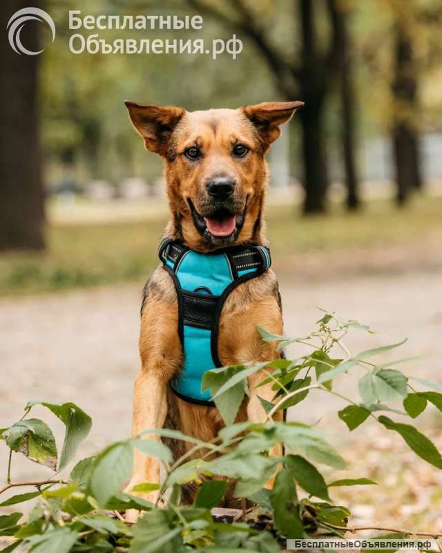 Обаятельная собака Лола ищет дом