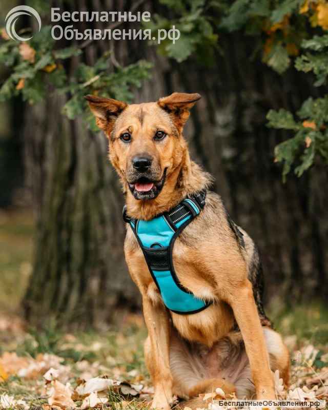 Обаятельная собака Лола ищет дом