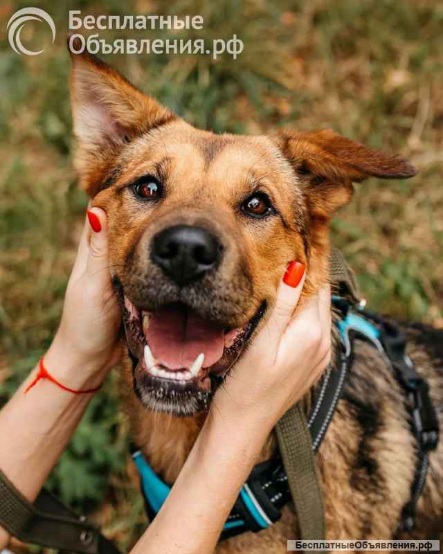 Обаятельная собака Лола ищет дом