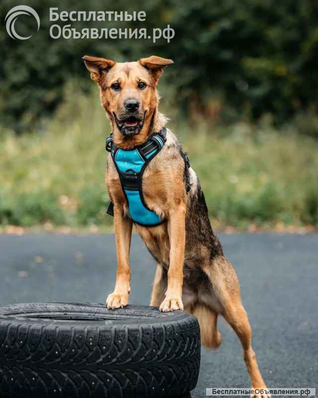 Обаятельная собака Лола ищет дом
