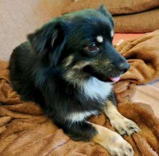 Ася - маленькая собачка с тяжелым прошлым