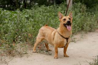 Замечательный, молодой метис таксы Рыжик в добрые руки