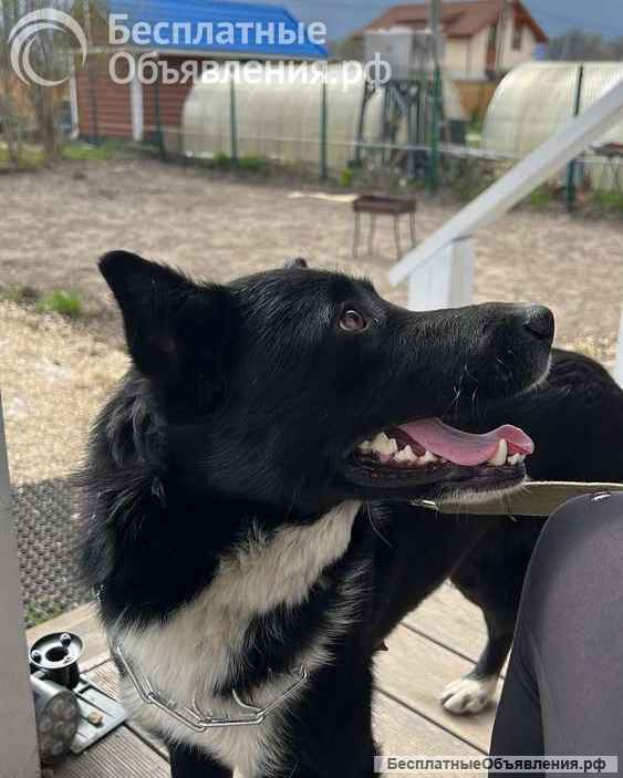 Молодая собака Найда в добрые руки