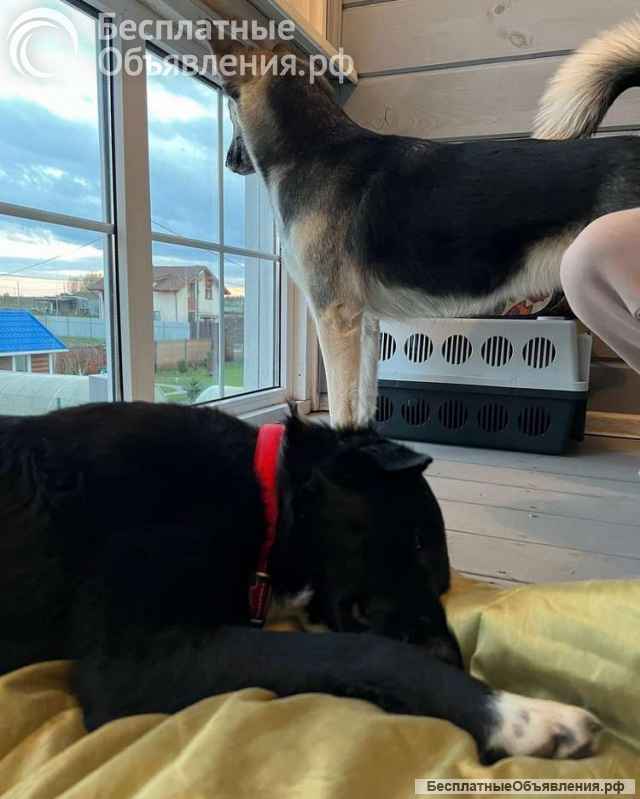 Молодая собака Найда в добрые руки