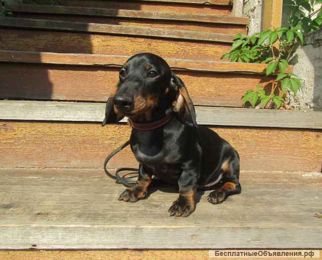 Щенки таксы стандартной