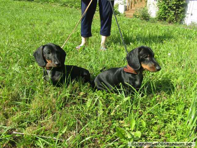 Щенки таксы стандартной