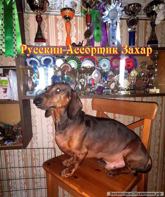 Щенки таксы стандартной