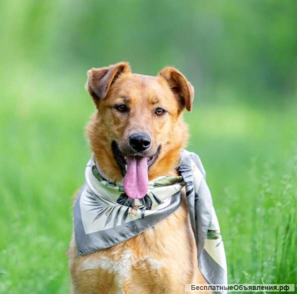 Злата, - ярко-рыжая красавица и талантливая актриса ищет дом