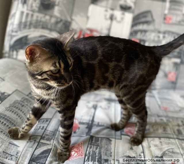 Угольный бенгальский кот в разведение