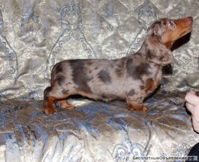 Щенки таксы