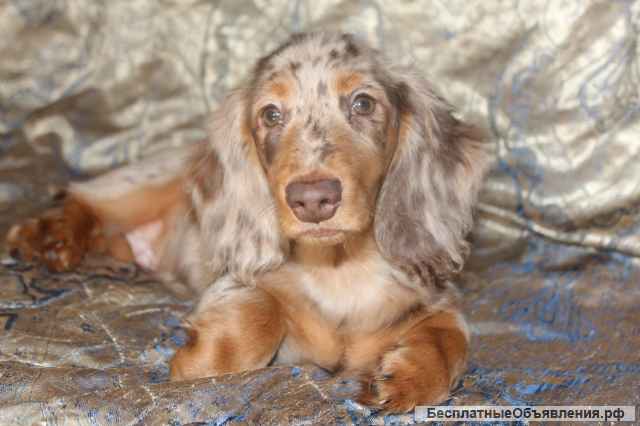 Щенки таксы