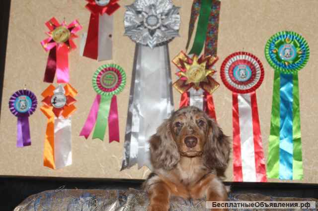 Щенки таксы