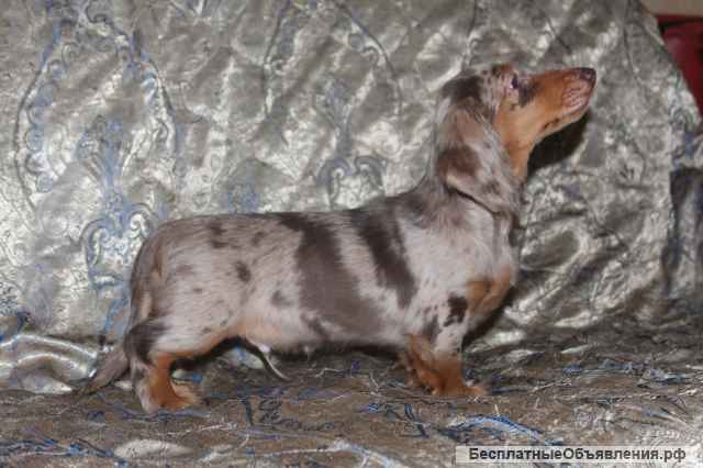 Щенки таксы