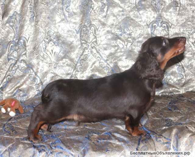 Щенки таксы