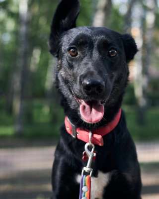 Собака Мира в добрые руки